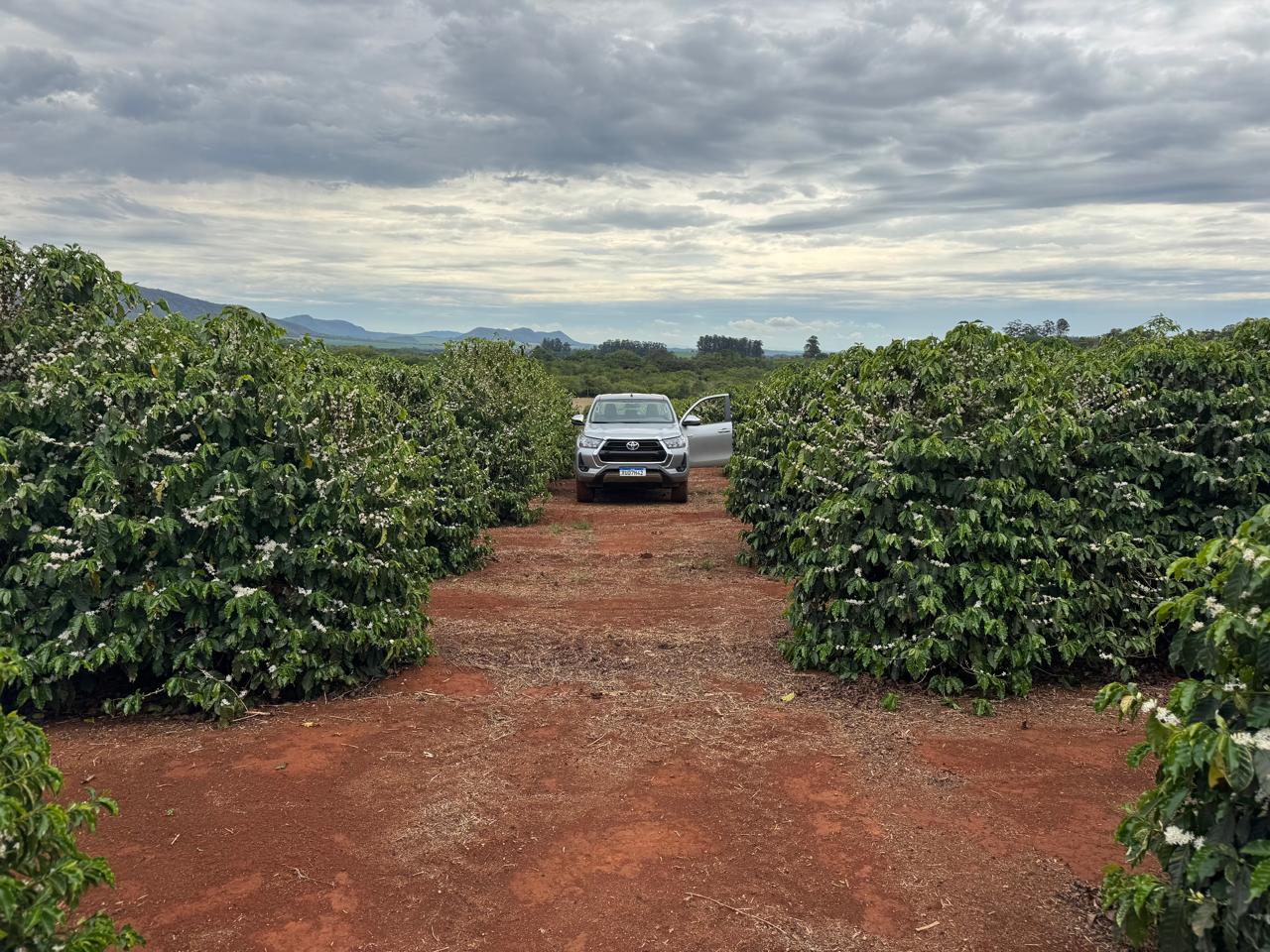 View of the coffee rows with a vehicle in the field