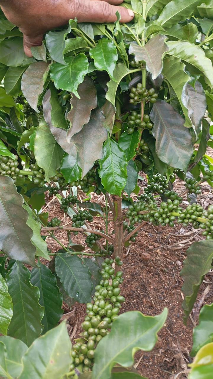 Coffee branches with developing fruit