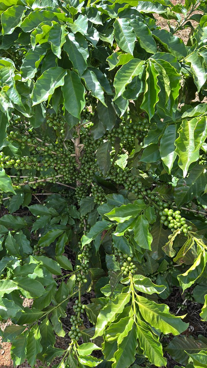 Coffee tree loaded with green fruit