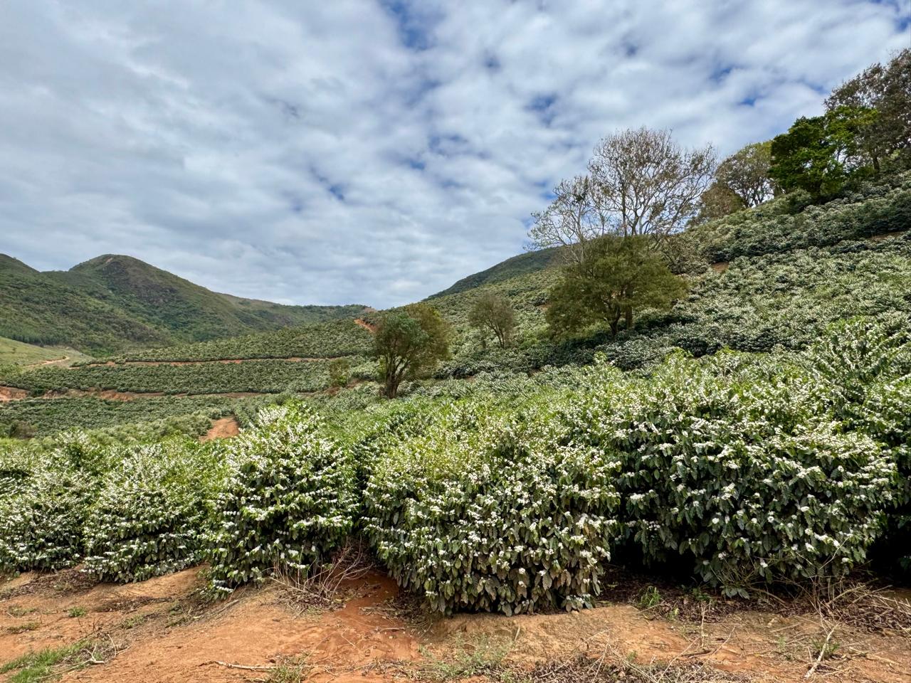 Panoramic view of coffee fields in the mountains