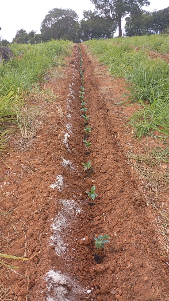 New coffee rows being established