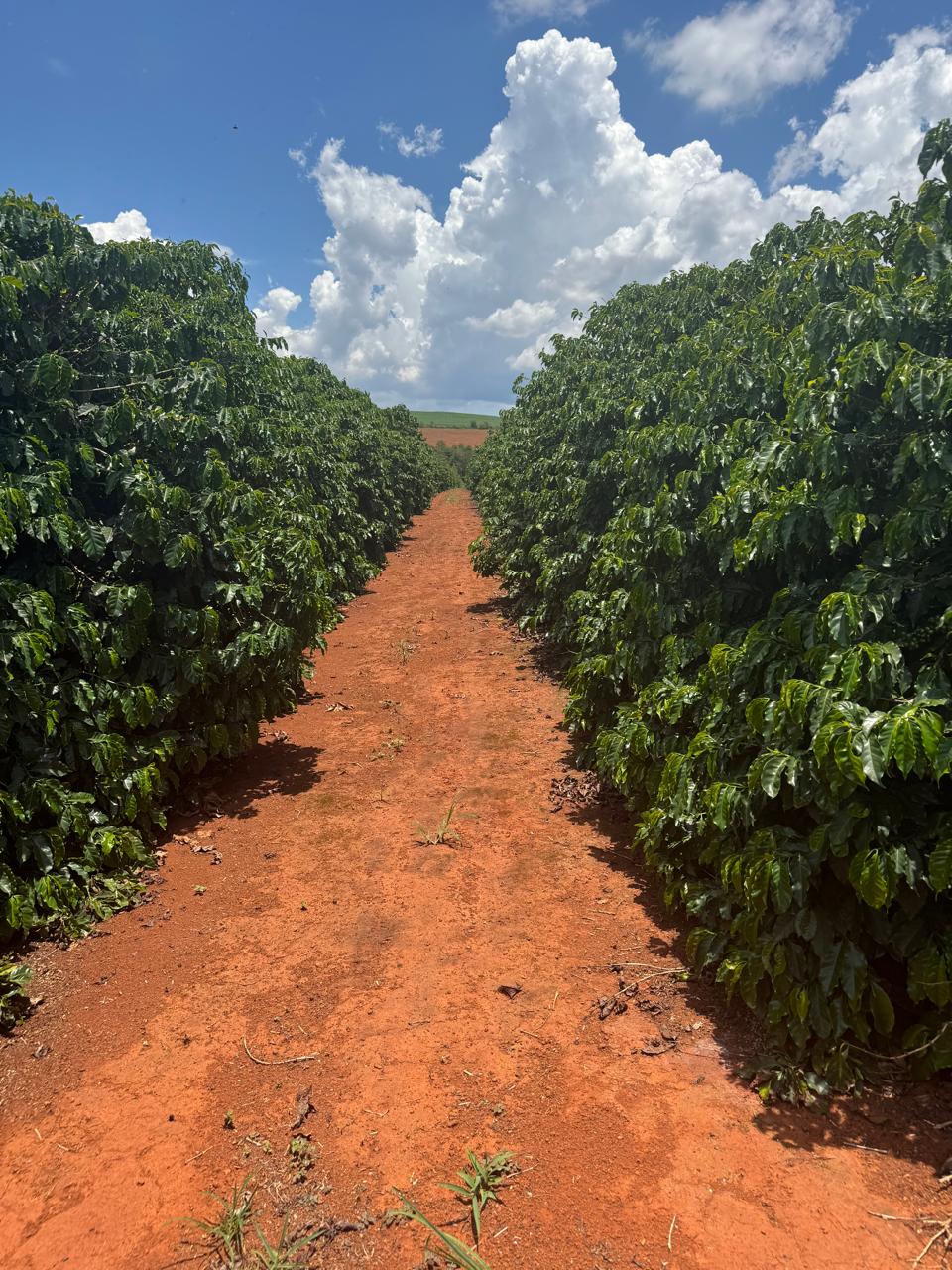 Path between coffee fields