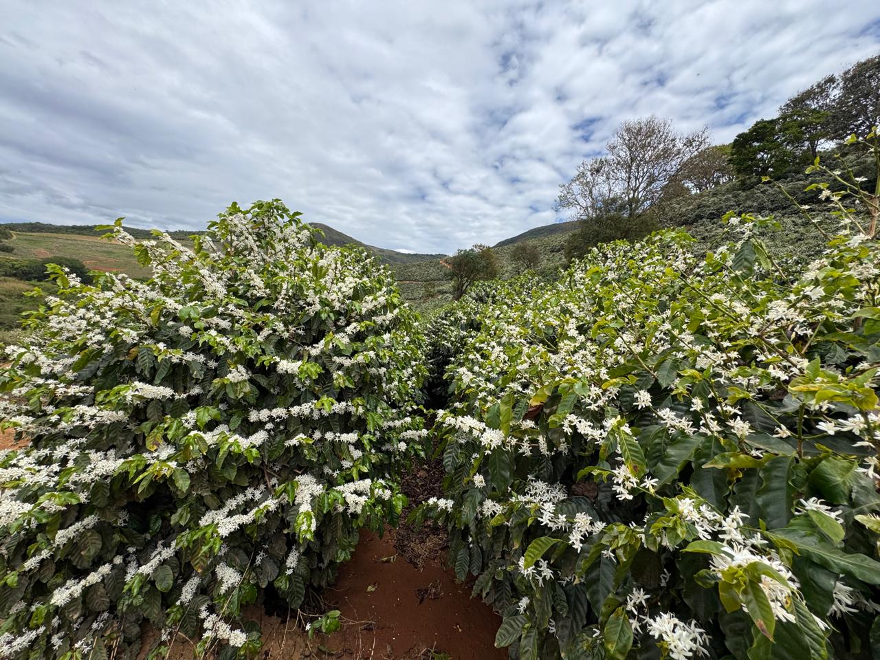 Coffee blossoms at Fazenda Serra Azul