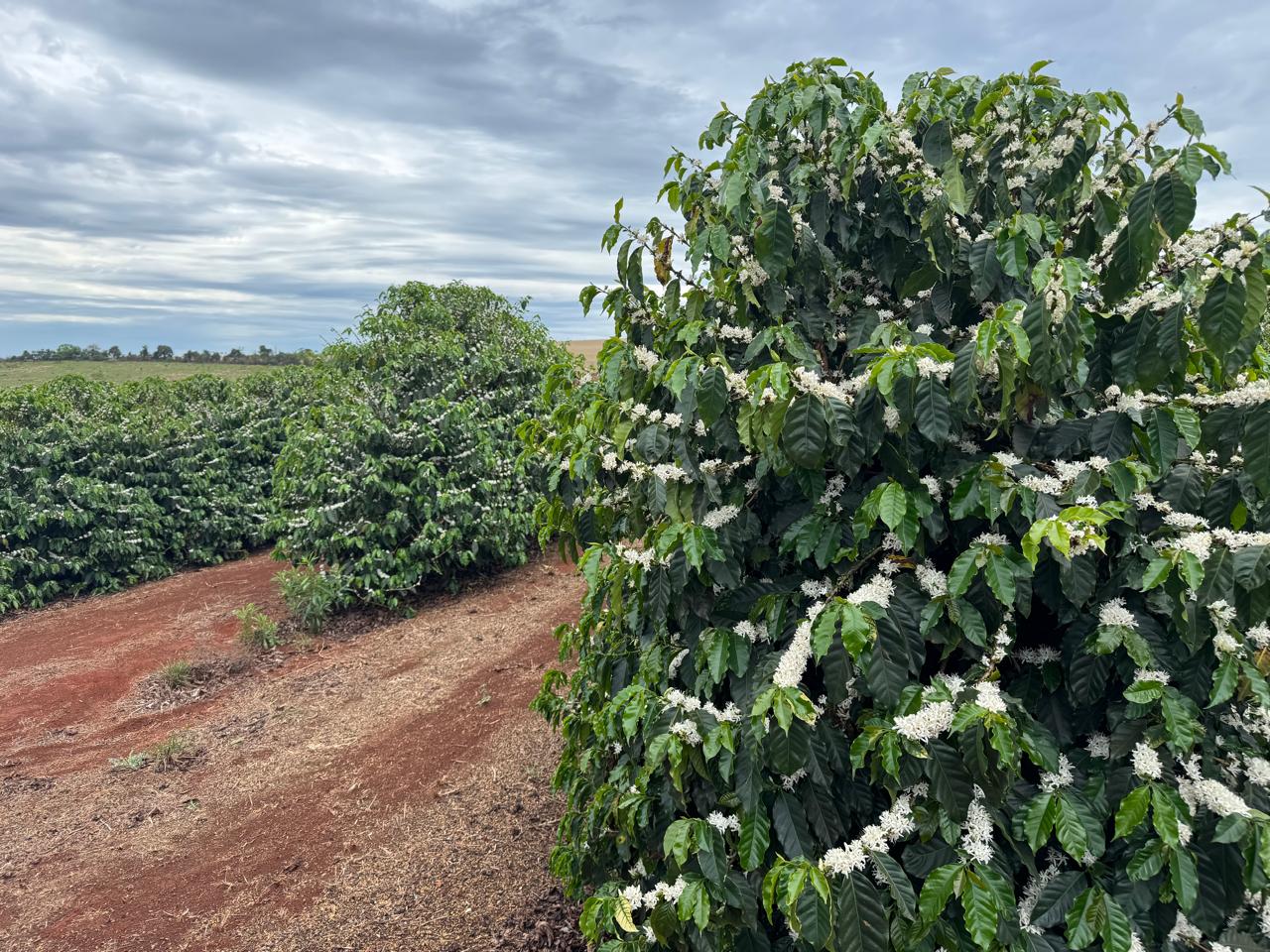 Flowering coffee tree in the field