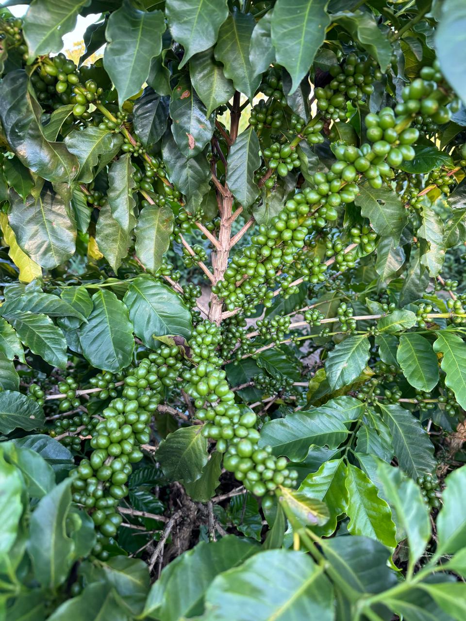 Close-up of branches loaded with green fruit