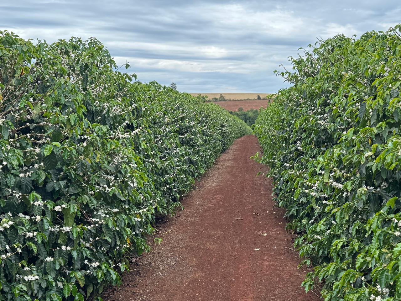 Road between coffee plots