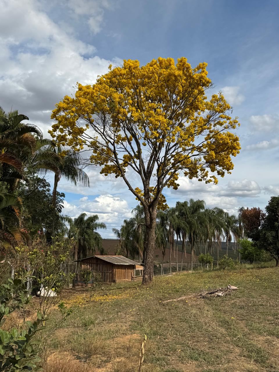 Rural landscape with a flowering tree