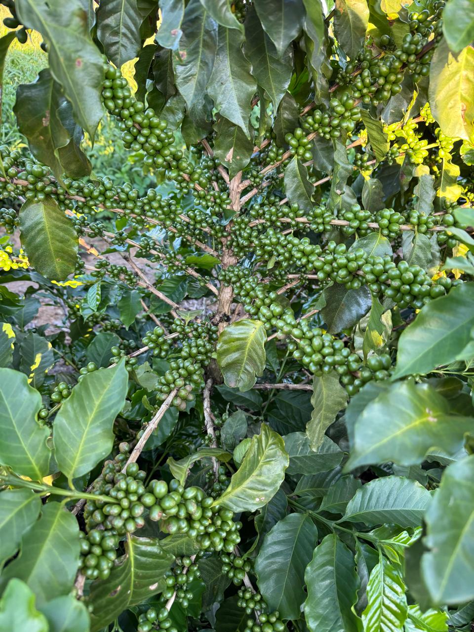 Green fruit developing on a coffee tree