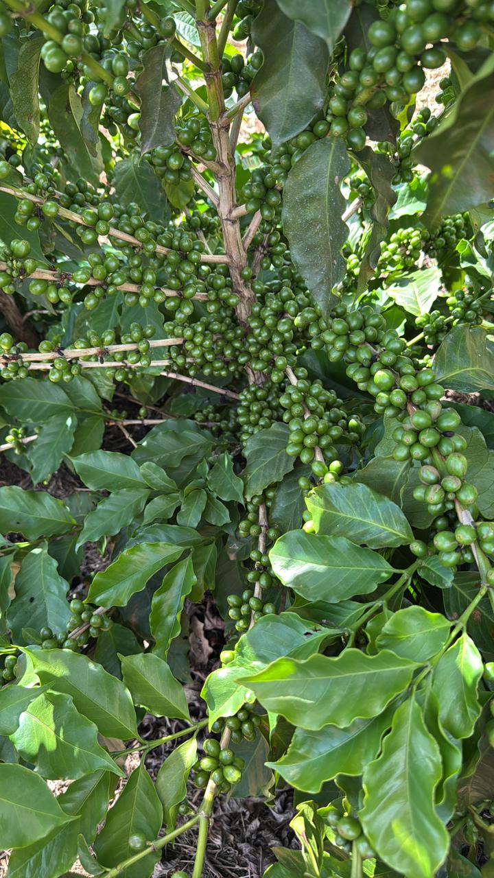 Coffee tree loaded with fruit in the field