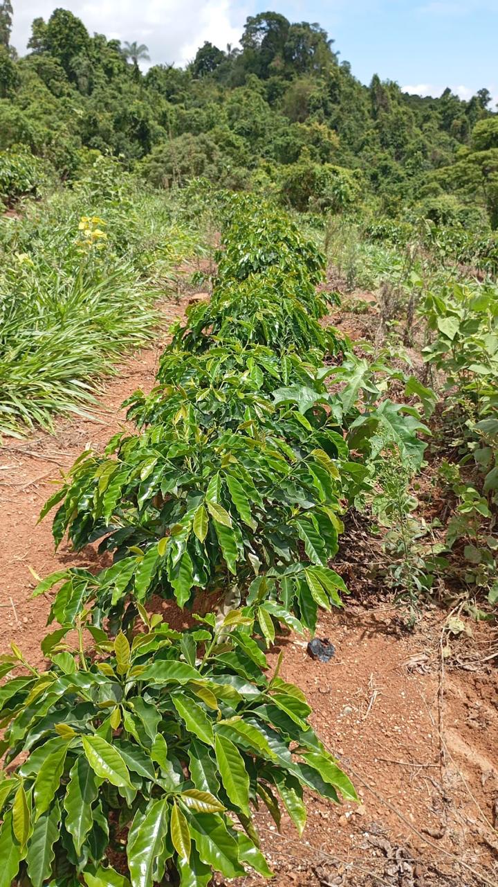 New coffee field being formed