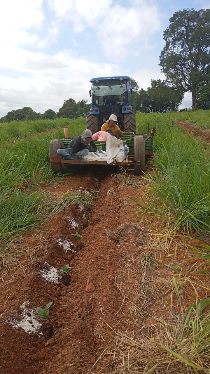 Mechanized management of a new coffee field